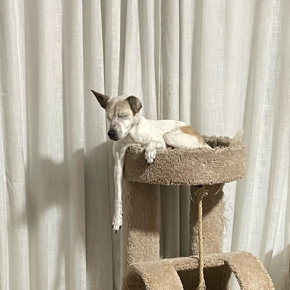 SWEET HAZEL - Picture 12 of 16